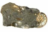 Iridescent Fossil Ammonite (Jeletzkytes) - South Dakota #189331-1